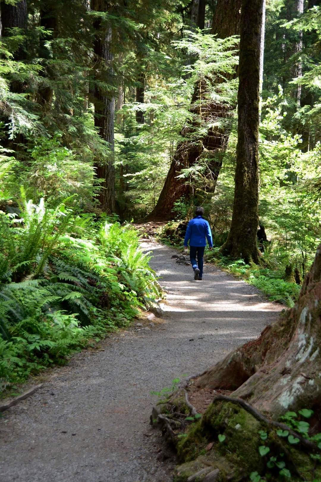 Hiking to Marymere Falls